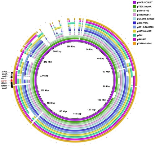 Figure 1 Circular comparison of mcr-9-carrying IncHI2 plasmids. The complete sequence of pMCR-SCNJ07 was used as the reference. The arrows indicate deduced ORFs and their orientations. The mcr-9 gene is indicated in red. The circular maps were generated using BRIGCitation27 and plasmids were included in the following order (inner to outer circles): pMCR-SCNJ07 (this study, accession no. MK933279), pT5282-mphA (KY270852), pN1863-HI2 (MF344583), pMRVIM0813 (KP975077), pCTXM9_020038 (CP031724), pC45-VIM4 (LT991958), pSE15-SA01028 (CP026661), p505108-MDR (KY978628), pGW1 (CP028975), pRH-R27 (LN555650) and p707804-NDM (MH909331).