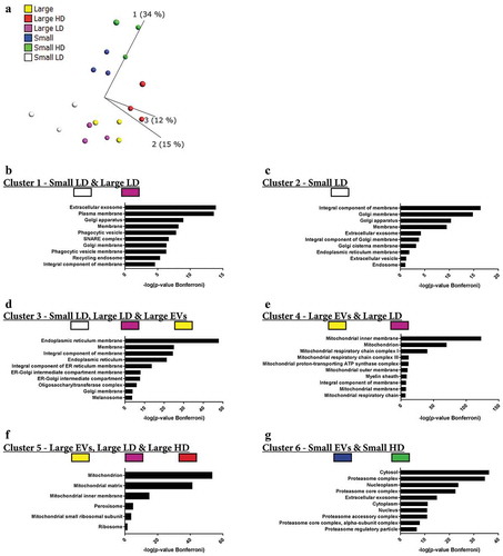 Figure 7. Quantitative mass spectrometry analysis of EV subpopulations from metastatic melanoma tissues. Quantitative proteomics (TMT) was used to determine the differences in the six EV isolates, N = 3. (a) Principle component analysis illustrating the relationship between large EVs (yellow), large HD EVs (red), large LD EVs (purple), small EVs (blue), small HD EVs (green), and small LD EVs (white). (b–g) DAVID was used to determine the most enriched cellular compartments associated with the proteins in the six clusters from the multi-group comparison (742 proteins, p-value = 0.001, q-value = 0.009), as shown in Supplementary Figure 7. The 10 most enriched terms (based on p-value) in each category are displayed.