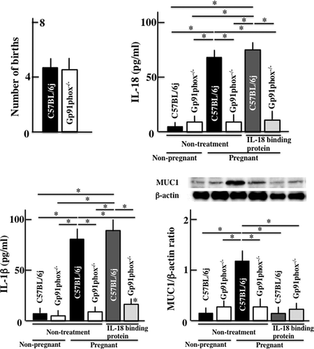 Figure 6. Effects of a MUC1 inhibitor on gp91phox−/- mice. Effects of MUC1 inhibition on the number of births, plasma levels of IL-1β and IL-18, and expression of MUC1 in the uterus in graviditas C57BL/6j and gp91phox−/- mice. These values did not change in non-treated and treated pregnant wild type mice. The values are presented as the means ± SD of data from six animals. *p<0.05.