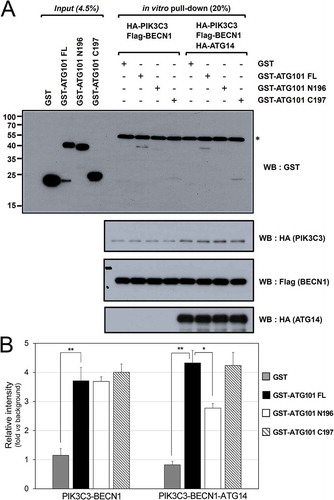 Figure 3. ATG101 directly interacts with the PtdIns3K complex through its C terminus. GST proteins (4.5%) used in the binding assay and 20% of final ATG101-PtdIns3K complex binding product in vitro were subjected to the analysis as described in Materials and Methods. *, non-specific band (presumably IgG heavy-chain). (B) Quantification data for the interaction between ATG101 and PtdIns3K complex in presence or absence of HA-ATG14. Fold changes are represented by an assay background as a reference (mean ± S.D.; n = 3; **, P < 0.01; *, P < 0.05).