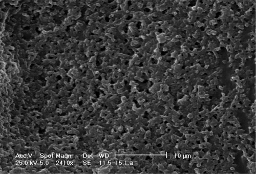 Figure 5 SEM image of sticky gels without cryoprotectant.Abbreviation: SEM, scanning electron microscopy.