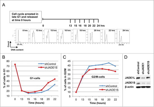 Figure 1. Depletion of JADE1S protein facilitates kinetics of G1 cell accumulation in synchronously dividing cells. (A) Experimental design: HeLa cells were transduced with non-silencing shRNA or shJADE1S as described in Methods. Cells were synchronized by arresting cell cycle in late G1 with mimosine. At 0 hours cell cycle was released and cells were collected at intervals (0–22 hours). Cell cycle progression was monitored by analysis of DNA profiles (FACS). (B, C). Kinetic analysis of G1- and G2/M- cells in synchronized cultures. Gated fractions of G1-, S*-, and G2/M- cells were plotted against time to monitor cell cycle kinetics. Non-silencing shRNA (shControl, blue line); JADE1S-specific shRNA (shJADE1S, red line). (B) G1-cell fraction. (C) G2/M-cell fraction. (D) Whole cell lysates analyzed for endogenous JADE1S, JADE1L, and β-Actin by western blots. Note that transduction of shJADE1S resulted in depletion of JADE1S protein, but not JADE1L, indicating specificity of shRNA tool. *See Fig S1.