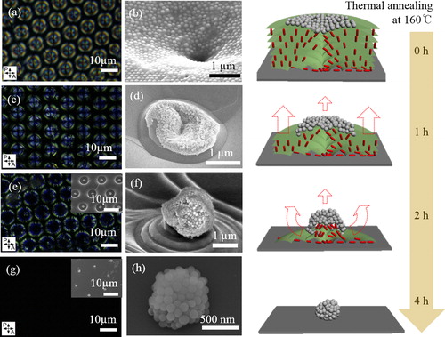 Figure 12. POM and SEM images of the TFCDs top-coated by F-SiO2 NPs during thermal sintering at 160°C and sketches of the cross-section view of the corresponding TFCD. (a, b) The initial state of the TFCDs coated by F-SiO2. (c–f) The images of TFCDs are taken after 1 and 2 h sintering of 160°C, respectively. Layers are sublimed and partially reconstructed to spherically cluster NPs at the defect region of the TFCD but molecular arrangement at peripheral part of TFCDs retains. (g) The POM shows no birefringence after 4 h sintering, meaning that all the LC molecules were evaporated. The inset of (g) and (h) shows the remained NPC without LC material. The illustration shows how the NPs are clustered together into a spherical assembled one as a function of sintering [Citation104].