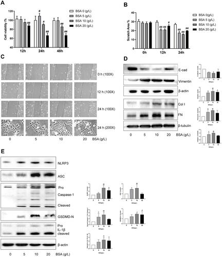 Figure 3 Albumin induced renal tubular epithelial cell injury in vitro. (A) The effect of BSA on cell viability. HK-2 cells in 96-well plates were exposed to the different concentrations (0, 5, 10, and 20 g/L) of BSA for 12, 24, and 48 h. Cell viability was evaluated using CCK-8 assay. (B, C) The effect of BSA on the cell migration capacity and associated morphological changes. Cell morphology and scratch assays were performed using phase-contrast microscopy (magnification, 100X). (D) The effect of BSA on Vimentin, E-cadherin (E-cad), Fibronectin (FN) and Collagen type I (Col I) protein expression. After incubation for 24 h, cell lysates were subjected to Western blotting to measure Vimentin, E-cadherin, Fibronectin and Collagen type I levels. (E) The effect of BSA on NLRP3 inflammasome proteins. After incubation for 24 h, cell lysates were subjected to Western blotting to measure NLRP3, ASC, Pro Caspase-1 with cleaved caspase −1 levels, N-terminal of Gasdermin D (GSDMD-N), and Pro IL-1β with cleaved IL-1β. Data are expressed as means ± SD; n = 3. #P < 0.05; ##P < 0.01 vs control.