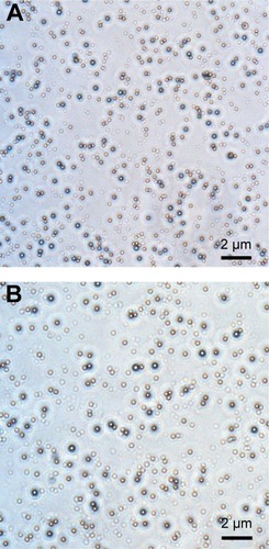 Figure 2 Optical microscopic images (600×).Notes: (A) Fe3O4-PLGA NPs and (B) Fe3O4-PLGA-cRGD NPs. The NPs had a regular shape and were relatively uniform in size.Abbreviations: cRGD, cyclic Arg-Gly-Asp; NPs, nanoparticles; PLGA, poly(lactic-co-glycolic acid).