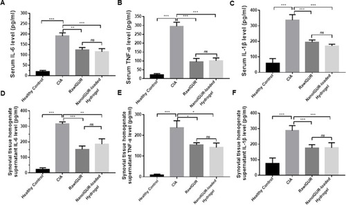 Figure 7 Analysis of the expression of inflammatory cytokines in serum and synovial homogenate supernatants by enzyme-linked immunosorbent assay (ELISA). Serum levels of IL-6 (A), TNF-α (B), and IL-1β (C). Levels of IL-6 (D), TNF-α (E), and IL-1β (F) in the synovial tissue homogenate supernatant. Data represent three independent experiments (mean ± SD), *p < 0.05, **p < 0.01, ***p < 0.001, ns, not significant. n = 7 per group.