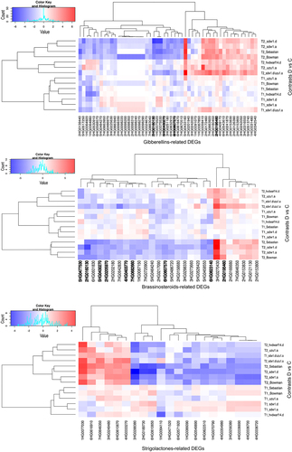 Figure 2. Heatmap of log2FC values with grouping of differentially expressed genes (DEGs) related to gibberellins (GAs), brassinosteroids (BRs), and strigolactones (SLs) in drought and control comparison (contrasts D vs C) for seven genotypes in two time points (T1, T2); DEGs annotated to transcription factor bHLH family are in bold.