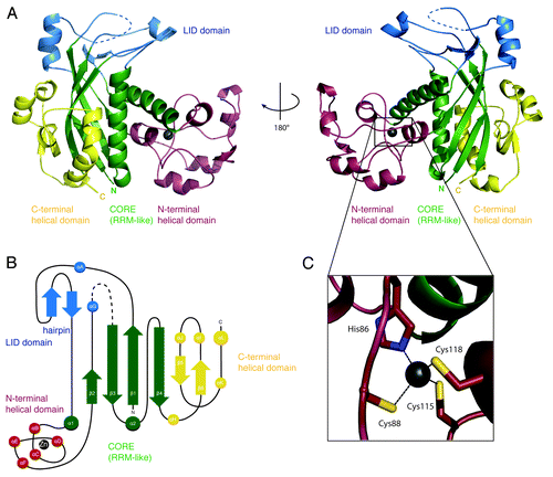 Figure 1. Structure of Methanopyrus kandleri Csm3. (A) The structure of Mk Csm3 can be divided into four distinct elements: the core (green) and lid domain (blue), a helical N-terminal (red), and a C-terminal domain (yellow). The structural elements of the core adopt a ferredoxin-like fold with β-α-β-β-α-β arrangement. The core is topologically interrupted by multiple insertions forming the lid and the helical N-terminal domain. The C-terminal domain packs against the core and is of mixed structural composition. The dashed blue line represents the missing disordered region between residues 200 and 214. The two views are related by a 180° rotation as indicated. (B) Topology diagram of Mk Csm3. Helices are represented as circles and β-strands as arrows. The secondary structure elements have been labeled numerically maintaining the nomenclature of RRM domains. The β-strands of the C-terminal domain extending the RRM β-sheet have also been labeled numerically. The additional α-helices have been labeled with letters (αA to αL). (C) A structural zinc ion present in the helical N-terminal domain is shown as a gray sphere, together with the coordinating residues (a cysteine and three histidine residues).