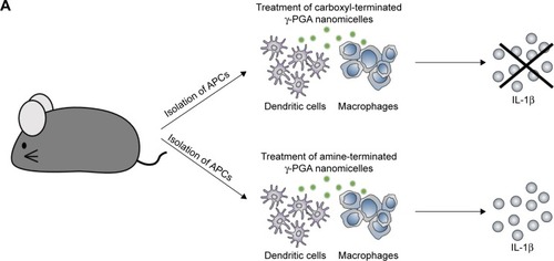 Figure 2 Induction of inflammasome response.Notes: (A) Scheme of ex vivo experiment. (B, C) Secretion of IL-1β after incubation of BMDMs and BMDCs with various concentrations of aPNMs or carboxyl-terminated γ-PGA nanomicelles for 4 hours and after priming with LPS (400 ng mL−1) for 3 hours. The concentration unit of the X-axis is µg mL−1. ***p<0.001. Scale bar is 15 µm. (1: control, 2: 1 µg mL−1, 3: 2 µg mL−1, 4: 5 µg mL−1, 5: 10 µg mL−1). Immunofluorescent images (100×) of the inflammasome complex (NLRP3/ASC) of BMDM (D) and BMDC (E).Abbreviations: APC, antigen-presenting cells; aPNMs, amine-terminated γ-PGA nanomicelles; BMDCs, bone marrow-derived dendritic cells; BMDMs, bone marrow-derived macrophages; γ-PGA, poly-(γ-glutamic acid); LPS, lipopolysaccharide.