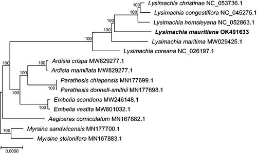 Figure 1. A Maximum-likelihood tree using 15 chloroplast genomes from Primulaceae, including a chloroplast genome of Lysimachia mauritiana determined in this study and an outgroup taxon (Myrsine stolonifera). The numbers near the nodes indicate bootstrap values.