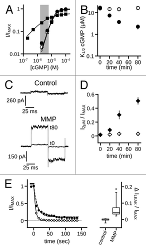 Figure 8. MMP9 increases the ligand sensitivity of heteromeric CNGA3 + CNGB3 channels. (A) Representative dose-response curves for activation of control (open symbols) and MMP9 treated (closed symbols) A3+B3 channels by cGMP at t0 (circles) and t80 (squares). Currents were normalized to the maximum t0 cGMP current. Shaded area represents approximate physiological cGMP concentration in photoreceptors in the dark.Citation47 Although prolonged MMP exposure decreases the maximum current in the presence of cGMP (IMAX), channel activation by an approximately physiological concentrations of cGMP is enhanced for MMP-treated patches. Parameters of best fit Hill curves (t0, hashed line, t80; solid line) for each condition shown are as follows: control, K1/2,t0 = 15.7 μM, nH = 2.1, IMAX = 1.0; K1/2,t80 = 16.5 μM, nH = 1.9, IMAX = 0.94; MMP9, K1/2,t0 = 15.2 μM, nH = 2.2, IMAX = 1.0; K1/2,t80 = 3.6 μM, nH = 0.8, IMAX = 0.75. (B) Time course for the change in cGMP apparent affinity for control (open circles) and MMP9-treated (filled circles) patches following excision. (C) Representative current traces after activation by a sub-saturating concentration of cGMP (2 μM) for control (top) and MMP9-treated (bottom) patches immediately (t0) and 80 min (t80) following excision. (D) Time course of the 2 μM current for control (open diamonds) and MMP9 treated (filled diamonds) patches following excision. Current normalized to maximal cGMP current (IMAX). (E) (left) Representative time course for current deactivation following removal of a saturating concentration of cGMP (1 mM; black bar) for an MMP treated patch within 5 min (open circles) and approximately 40 min following excision (t40; filled circles). Both groups were normalized to their maximum cGMP current and fit with a single exponential-decay function (black lines) with the following best-fit time constants: τt5 = 5.1 sec; τt4o = 11.2 sec. The use of a double-exponential function produced a significantly better fit than the single exponential for the t40 group (gray line; p < 0.001, extra sum-of-squares F-test) with the following decay constants: τfast = 6.2 sec; τslow = 48.5 sec. Box plots summarizing the change in the persistent current (no cNMP) within 40 min of excision for MMP-treated and control patches (right). Persistent currents were normalized to the maximum cGMP elicited current for each time point. Treatment with MMP9 produced an increase in the persistent current (*p < 0.05, Student's t-test, n = 6).
