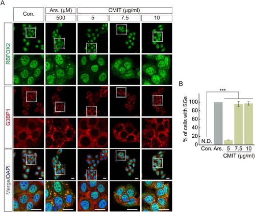 Figure 2. Chloromethylisothiazolinone (CMIT) exposure induces stress granule (SG) formation. (A) HaCaT cells were treated with 5, 7.5, and 10 μg/mL of CMIT for 1 h, followed by immunofluorescence analysis. RBFOX2, green; G3BP1, red. Magnifications of the white box regions are shown at the bottom. Nuclei are DAPI-stained. Scale bars, 20 µm. Ars. refers to sodium arsenite. (B) Quantification of SGs in HaCaT cells. Results are expressed as the mean ± standard error (n = 3). ***p < 0.001.