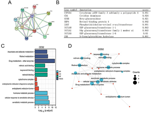 Figure 4 PPI network and enrichment analysis of CES2. (A and B) Visual bubble diagrams of the protein-protein interaction network formed by CES2 with interacting proteins, as well as details of the associated genes, analyzed using the STRING tool. (C) Graphical representation of the results of the CES2 molecular GO and KEGG enrichment analysis by the clusterProfiler package. (D) Graphical representation of the results of visualization processing of GO and KEGG enrichment analysis of CES2 molecules.