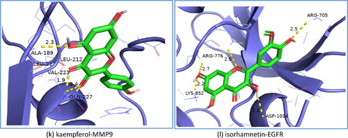 Figure 8. (k); isorhamnetin to EGFR (l).