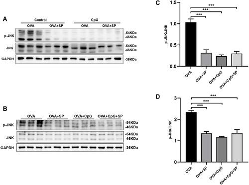 Figure 4 The effect of SP600125 on OVA-induced p-JNK expression. (A and B) Representative blots showing the expression of p-JNK and JNK in mice and RAW264.7 cells from OVA, OVA + SP600125, OVA + CpG-ODN and OVA + CpG-ODN + SP600125 group. (C and D) Quantification of the expression of p-JNK and JNK as referencing to GAPDH in mice and RAW264.7 cells. Data were expressed as mean ± SEM of six mice per group or three experiments for RAW264.7 cells. ***p < 0.001.