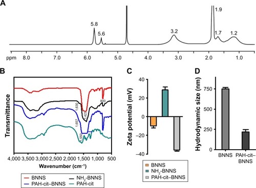 Figure 2 (A) 1H NMR spectra of PAH-cit in D2O. Proton peaks at 1.2, 1.7, 1.9, 3.2, 5.6, and 5.8 ppm corresponded to CH2CHCH2NH, CH2CHCH2NH, COCHCCH3COONa, CH2CHCH2NH, COCCH3CHCOONa, and COCHCCH3COONa, respectively. (B) FTIR spectra of PAH-cit and BNNS, NH2-BNNS, and PAH-cit–BNNS complexes. (C) Zeta potentials of PAH-cit–BNNS complexes at different pH values. (D) Hydrodynamic size of BNNS and PAH-cit–BNNS measured by dynamic light scattering (DLS). Data are presented as mean ± SD (n=3).Abbreviations: BNNS, boron nitride nanospheres; FTIR, Fourier transform infrared; PAH-cit, poly(allylamine hydrochlorid)-citraconic anhydride.