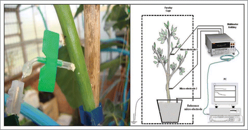 Figure 6 Experimental structures for the determination of electrical potentials in woody plants.