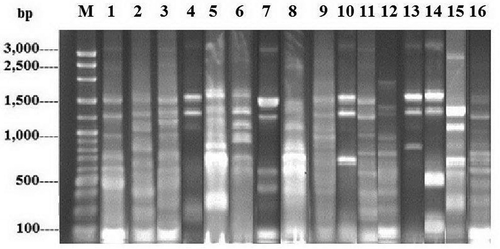 Figure 2. TP-RAPD fingerprints of 81 enterobacterial strains. Lane M: 100 bp Plus DNA ladder; 1–16: TP-RAPD fingerprints with different patterns.Figura 2. Marcadores TP-RAPD de 81 cepas de enterobacterias. Fila M: 100 bp Plus ADN ladder; 1–16: marcadores TP-RAPD con distintos patrones.