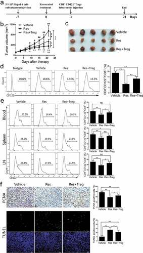 Figure 5. Adoptive transfer of CD8+CD122+ Tregs partially diminishes the effects of resveratrol on Hepa1-6 tumor growth. The tumor models and resveratrol treatment were described in the methods, while 1 × 106 CD8+CD122+ Tregs were injected intravenously 3 days after the start of resveratrol therapy. (a) Treatment schedule for Hepa1-6 tumor model. (b) Tumor growth curves over time. Significant difference is indicated as “*” between Vehicle and Res group, “+” between Res and Res+Treg group, and “#” between Vehicle and Res+Treg group (*p < 0.05, **p < 0.01; +p < 0.05, ++p < 0.01; #p < 0.05, ##p < 0.01). (c) Representative images of the tumors at the end of treatment. (d) Single-cell suspensions isolated from tumor tissue at the end of treatment were prepared, stained with anti-CD45, CD8, and CD122 antibodies and analyzed via FACS. (e) Blood, spleen and draining lymph node (LN) cells were isolated from the tumor-bearing mice. The frequencies of CD8+CD122+ Tregs (d and e) were analyzed via FACS. (f) Paraffin sections were prepared for immunohistochemical staining using anti-PCNA antibody or fluorescence staining for TUNEL. Data are shown as mean ± SD (n = 4–6 mice/group; two-tailed t-test: *p < 0.05 and **p < 0.01). One of three separate experiments is shown