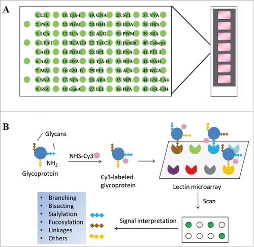 Figure 1. Schematic view of lectin microarray. (A) Lectin microchips used in this study consist of 45 distinct lectins that selectively bind structural variants of carbohydrates attached onto a protein. Each lectin is printed in triplicate. The lectin-printing layout of lectin chips was provided by the vendor (GlycoTechnica). (B) Protein samples are labeled with a fluorescent dye (e.g., Cy3) and then applied onto the lectin chips. The binding signals at each lectin spots are measured using an evanescent-field fluorescence scanner, detecting the presence or absence of glycan variants in the testing sample based on the known selectivity of lectins toward particular glycan structures.