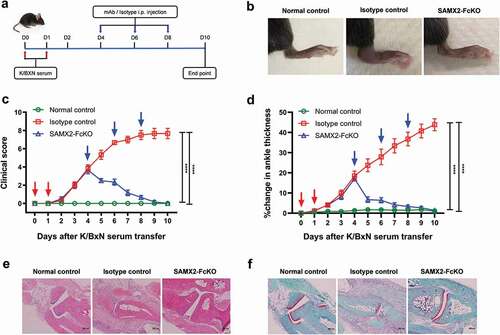 Figure 6. Surrogate anti-mCXCR2 mAb reverse the K/BXN-serum transfer arthritis. C57BL/6 WT mice were i.p. injected 200uL of K/BXN serum on day 0 and 1. The development of arthritis was assessed by measuring the ankle thickness and clinical index score every day until the experimental endpoint. When mice exhibiting symptoms of arthritis and cumulative clinical score reached at 4 (on day 4), mice split into two groups, injected i.p., SAMX2-FcKO or isotype control mAb at 20 mg/kg of body weight, followed by 5 mg/kg every other day for 1 week (a) Scheme of the treatment regimen. (b) Representative images of ankle of mice at the endpoint. (c) Clinical score. (d) Ankle thickness. (e) and (f) Histological examination of the representative ankle joint stained with H&E (e), and Safranin O (f). Mice that did not receive K/BXN serum or antibody treatment were include as a control group (normal control). Data are representative of three independent experiments with 6 animals per group. All data represented as mean ± standard error of the mean. Statistics were calculated using two-way analysis of variance with Tukey posttest. ***p < .005, ****p < .0001