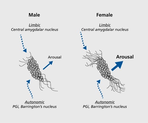 Figure 1. Schematic depicting how the topographical arrangement of locus coeruleus (LC) afferent interacts with sex differences in LC dendritic morphology to determine the magnitude of emotional arousal. LC neurons of female rats have longer and more complex dendrites than neurons of males. As a result, the probability that LC dendrites will contact corticotropin-releasing factor (CRF)-containing amgydalar afferents that convey emotion-related information and terminate in the peri-LC rather than the core is greater in females than in males. This would be predicted to result in a greater magnitude of arousal in response to emotion-related stimuli. PGi, paragigantocellularis. Adapted from reference 12: Valentino RJ, Van Bockstaele E. Convergent regulation of locus coeruleus activity as an adaptive response to stress. Eur J Pharmacol. 2008;583(2-3):194-203. Copyright © Elsevier 2008