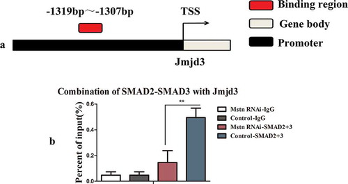 Figure 3. Mstn regulated the expression of Jmjd3 via SMAD2/SMAD3. (a) Binding region of SMAD2/SMAD3 with the promoter of Jmjd3. (b) The promoter of Jmjd3 combined with SMAD2/SMAD3 detected by ChIP-qPCR. The detected binding region was from −1374 bp to −1236 bp on the promoter of Jmjd3.