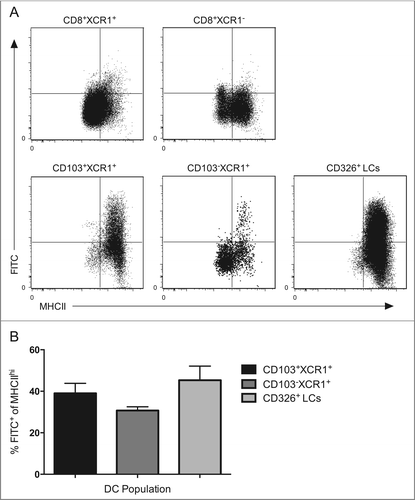 Figure 5. CD103−XCR1+MHC IIhi DCs migrate from the skin to the skin-draining lymph nodes with similar kinetics as CD103+XCR1+ DCs and CD326+ LCs. (A) Wild type mice were shaved, depilated and painted with a 0.5% FITC solution prepared in an inflammatory stimulating mixture of acetone and dibutyl phthalate (1:1, vol:vol) on the flank skin. After 96 h, single cell suspensions from pooled draining lymph nodes were enriched for DCs and CD8+XCR1+, CD8+XCR1−, CD103+XCR1+, CD103−XCR1+ DCs and CD326+ LCs were examined for FITC and MHC II expression by flow cytometry. (B) The percentage MHC IIhi migratory DCs positive for FITC in the draining lymph nodes 96 h after FITC painting. Data are pooled from 8 to 9 mice from three independent experiments presented as mean ± SEM. Representative plots from three independent experiments are shown.