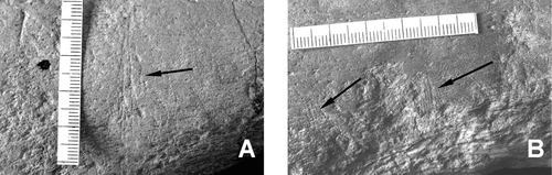 Fig. 7. Type 2 scratches. A, faint ‘scratches’ on the shaft of the femur. B, faint ‘serrations’ on the shaft of the humerus. Scale in mm.