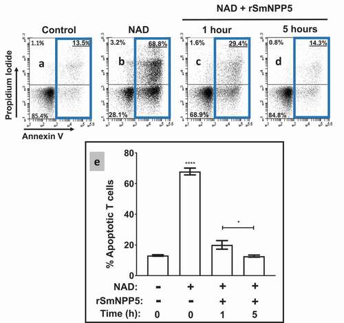 Figure 4. Recombinant SmNPP5 prevents NAD induced T cell death (NICD)in vitro. Panels athough dare representative flow cytometry dot plots of purified T cells following exposure to NAD (panel b) or not (Control, panel a) or to NAD that had been incubated with1 µg rSmNPP5 for 1 hour (panel c) or for 5 hours (panel d). The “Key” depicted in Figure 2 (lower left) applies here too; the percentages of total apoptotic cells are bounded by blue boxes. Panel erepresents composite data from replicate experiments, showing the mean percent total apoptotic T cells (± SEM) following the treatments indicated. *p<0.05 1 h v 5 h, ****p<0.0001+ NAD at time 0 v all other groups, One-way ANOVA, n≥4 in each case.