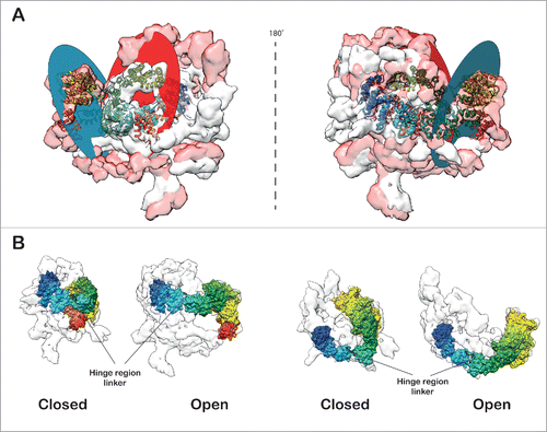 Figure 4. Open and closed forms of SF3b complex. (A) The open and closed forms of SF3b complex differ remarkably from each other. The main distinction is observed in the SF3b155 protein (rainbow-colored) which forms the flap. The flap opening (∼65˚ rotation) is dictated by the 12 residue linker (-LMGCAILPHLRS-) segment (black loop) in between HEAT repeats 6 and 7 which acts as a hinge (674–680; -LMGCAIL-) enabling substantial conformational change (Flap is translated by 12.8 Å). The closed and open forms were aligned (Video S4) to maximize the overlap (Cross correlation: 0.46) and (B) translated by 200 Å along X-axis to show the difference in flap conformations. The circular discs define the plane of the flap in the open and closed forms of SF3b (Video S5 and S6).