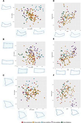 Figure 3. PCA plot of mandibular morphology across species for the (a) whole mandible (b) corpus and (c) ramus. Allometry plots of PC1 against logCS for (d) whole mandible, (e) corpus and (f) ramus. Deformation grids and two-coloured wireframes show mean shape (light blue) and deformation (dark blue) at the extremity of each axis for each PC.