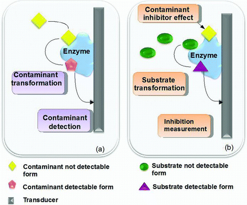 Figure 8 Enzyme-based biosensors to detect food contaminations. The detection relies on two possible mechanisms: (a) direct detection: the undetectable form of the contaminant is converted into a detectable species and is suddenly determined. (b) The contaminant acts as an inhibitor of the enzymatic reaction with the substrate. The degree of inhibition is directly correlated to the concentration of the toxyc compound. (Color figure available online.)