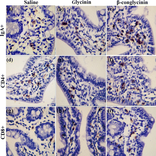 Figure 1. IgA+, CD4+and CD8+lymphocytes in the jejunal lamina propria. Stained sections were photographed at 400× magnification. Positive cells were stained brownish-yellow. (a)–(c): IgA+plasma cells in mice with saline (a), glycinin (b) and β-conglycinin (c); (d)–(f): CD4+T cells in mice gavaged with saline (d), glycinin (e) and β-conglycinin (f); (g)–(i): CD8+T cells in mice gavaged with saline (g), glycinin (h) and β-conglycinin (i).