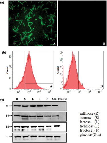 Figure 2. Constitutive expression of proteins. (a) The pPG-Δ-E-α-β2-ε-β1/L. casei 393 cultured in normal MRS broth was analyzed by ultra-high-resolution microscopy, and results showed that significant green fluorescence was observed (Figure 2(a): A), but not in the pPG-T7g10-PPT/L. casei 393 strain (Figure 2(a): B). (b) Flow cytometry results showed that EGFP was effectively expressed by pPG-Δ-E-α-β2-ε-β1/L. casei 393 (Figure 2(b): A). (c) Western blot results showed that the α-β2-ε-β1 fusion protein can be constitutively expressed by the pPG-Δ-E-α-β2-ε-β1/L. casei 393 strain using raffinose (R), sucrose (S), lactose (L), trehalose (T), glucose (Glu), and fructose (F) as carbon sources, respectively.