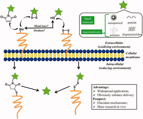 Figure 4. Possible mechanisms for cellular uptake of thiol-reactive groups (including maleimide moiety, disulfide bonds, and free thiols) modified biomolecules (pentacle) upon interaction with exofacial thiols. After these biomolecules were located on the cell surface, they were further internalized to free cargoes through cleavage.