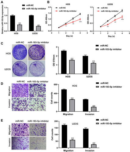 Figure 4 Knockdown of miR-183-5p inhibits proliferation, migration and invasion capacity of osteosarcoma cells. (A) Expression of miR-183-5p detected in HOS and U2OS cells after transfection with miR-183-5p inhibitor and negative controls. (B) Effect of miR-183-5p knockdown on the proliferation of HOS and U2OS cells assessed by CCK-8 assays. (C) Effect of miR-183-5p knockdown on the proliferation of HOS and U2OS cells assessed by crystal violet assays; the OD values of crystal violet assays was shown in right panel. (D) Effects of miR-183-5p knockdown on the migration of HOS and U2OS cells assessed by transwell assays (magnification: 400×); the calculation of cells that migrated through the filter was shown in right panel. (E) Effects of miR-183-5p knockdown on the invasion of HOS and U2OS cells assessed by transwell assays (magnification: 400×); the calculation of cells that invaded through the filter was shown in right panel. *P< 0.05; **P< 0.01; ***P< 0.001. Data are presented as mean ± SD of three independent experiments.
