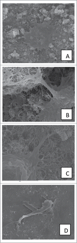 Figure 2. SEM images showing cytoplasmic processes and filopodia. (A–C) 3rd day on MWCNTs. (D) 3rd day on TCP.