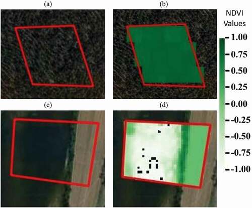 Figure 3. Differences in NDVI index for different types of land cover based on the selection of the areas within the red polygons (a) area with eucalyptus forest; (b) NDVI values of area (a); (c) area with water agriculture fields; (d); NDVI values of the area (c) (source: QGIS 3.4.5)