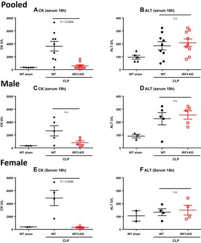 Figure 3 Serum CK and ALT levels in aged WT and IRF3-KO septic mice. Aged WT and IRF3-KO mice were subject to CLP to induce sepsis, and a second group of aged WT mice was subject to sham surgery as a control. At 18h post-surgery, serum CK levels were determined as a measure of heart/skeletal muscle damage, and serum ALT levels were determined as a measure of liver damage. Graphs show pooled male and female data (n=10/group CLP, n=5/group sham) for (A) serum CK and (B) serum ALT. This cohort was split into male and female subgroups to show the impact of biological sex. Graphs show data for the male mice (n=5/group CLP, n=3/group sham) including: (C) serum CK and (D) serum ALT; and the female mice (n=5/group CLP, n=2/group sham), including: (E) CK and (F) ALT. P values show the results of Mann Whitney tests comparing the WT and IRF3-KO CLP groups.