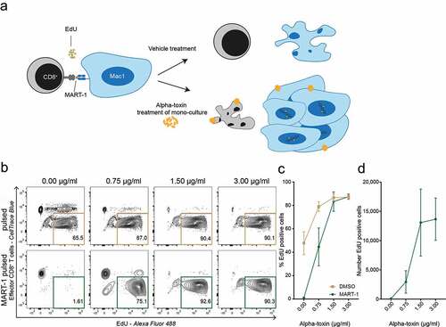 Figure 3. Alpha-toxin facilitates immune evasion and allows continued malignant proliferation. (a) Schematic hypothesis of alpha-toxin mediated immune evasion. Target CTCL (Mac1) cells and effector CD8+ T cells were pre-treated with alpha-toxin or vehicle control before being co-cultured for 48 hours. During the last 24 hours EdU was added to the culture. (b–d) Percentage and number of proliferating EdU+ Mac1 cells after 48 hours of co-culture with MART-1 specific CD8+ T cells (n = 3). Both target and effector cells were pre-treated with 2-fold increasing concentrations of alpha-toxin. (b) Representative flow cytometry contour plot. (c) Percentage of EdU+ target cells. (d) Number of EdU+ target cells. Bar and line plots depict mean ± standard error of mean for three independent replicates.