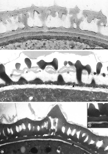 Figure 1. Cross-section of pollen walls showing three types of continuous endexines. A. Compact: Galium odoratum, the compact endexine (arrowhead) forms a continuous layer, the endexine is electron-dense with the Thiéry-test. B. Spongy: Thymus odoratissimus, the spongy endexine (arrowhead) forms a continuous layer, the endexine stains electron-dense with KMnO4. C, D. Lamellar: Ambrosia artemisiifolia, the lamellar endexine forms a continuous layer, the endexine is electron-dense with KMnO4 (arrowhead), only the lamellae are electron-lucent (D). Scale bars – 1 μm (A–C), 0.5 μm (D).