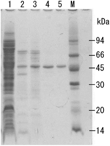 Fig. 1. SDS-PAGE analyses of crude and purified recombinant T3-3AP.