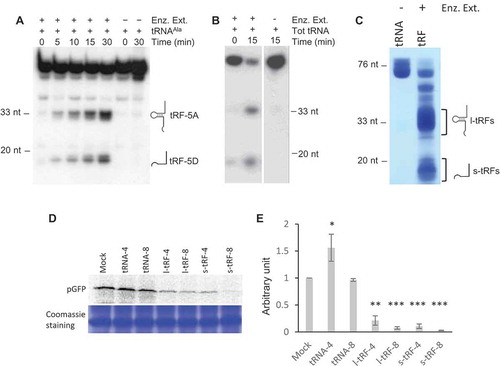 Figure 1. A. thaliana l- or s-tRFs can inhibit translation in vitro. (A) Kinetics of cleavage of Arabidopsis in vitro synthesized tRNAAla(UGC) transcript upon incubation in the presence (+) or absence (-) of a crude enzymatic extract from Arabidopsis leaves (Enz. Ex.). After incubation, RNAs were phenol extracted and fractionated on 15% polyacrylamide gel, followed by northern blot analysis with a radiolabeled oligonucleotide specific for the 5ʹ extremity of cytosolic Arabidopsis tRNAAla. (B) Cleavage of Arabidopsis total tRNA (Tot RNA) upon incubation in the presence (+) or absence (-) of a crude enzymatic extract from Arabidopsis leaves (Enz. Ex.). After incubation, RNAs were phenol extracted and fractionated on a 15% polyacrylamide gel, followed by northern blot analysis with a radiolabeled oligonucleotide specific for the 5ʹ extremity of cytosolic Arabidopsis tRNAAla. (C) Production of long (l-tRF) and short (s-tRF) tRFs by in vitro cleavage of total Arabidopsis tRNAs in the presence (+) of a crude enzymatic extract from Arabidopsis leaves (Enz. Ex.). After incubation, RNAs were phenol extracted, fractionated on 15% polyacrylamide gel and all l-tRFs and s-tRFs were purified separately from the gel. (D) Effect of the addition of total Arabidopsis tRNAs or tRFs purified in (B) on the synthesis of GFP in a wheat germ coupled transcription/translation system in the presence of 35S methionine. Radiolabeled GFP was detected by autoradiography or phosphor imaging after fractionation on 15% acrylamide gel. Two concentrations of tRNAs or tRFs were used: 4 µM (tRNA-4 and tRF-4) and 8 µM (tRNA-8 and tRF-8). Mock = control experiment without added tRNAs or tRFs. Coomassie blue staining of the gel is shown as a loading control. (E) Relative quantification of in vitro synthesized pGFP in experiments similar to that described in (D). Error bars show standard deviations (mean of three biological replicates). One-way ANOVA tests were used to calculate p-values. Asterisks indicate statistically significant differences between Mock and each treatment (***P< 0.001; **P< 0.01; *P< 0.1). A value of 1 has been given to the Mock sample.