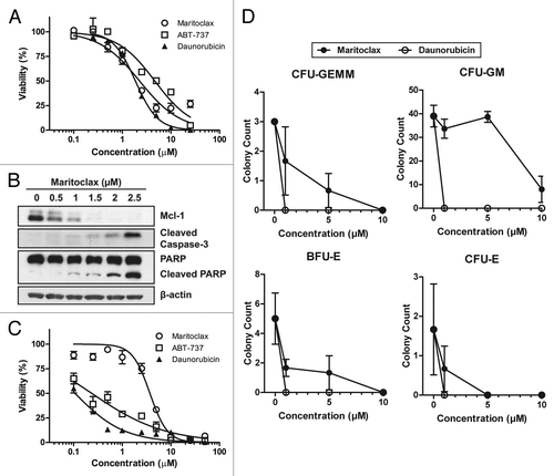 Figure 5. Maritoclax spares bone marrow while inducing apoptosis in mouse AML C1498 through Mcl-1 degradation. (A) Mouse AML cell line C1498 was treated with the indicated concentrations of maritoclax, ABT-737, or daunorubicin to measure cell viability. Error bars = SD (n = 3). (B) C1498 cells were treated with the indicated concentrations of maritoclax or ABT-737 for 24 h, and protein expression was analyzed by immunoblotting. (C) An in vitro culture of primary mouse bone marrow was treated with the indicated concentrations of maritoclax, ABT-737, or daunorubicin for 48 h to measure cell viability. Error bars = SD (n = 3). (D) Primary mouse bone marrow was seeded in methylcellulose medium to allow for progenitor cell growth, and treated with the indicated concentrations of maritoclax or daunorubicin for 7 d, and the CFU-GEMM, CFU-GM, BFU-E, and CFU-E colonies were counted.