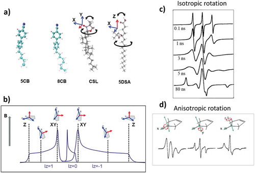 Figure 1. (Colour online) (a) Structures of 5CB and 8CB LC molecules and CLS and 5DSA nitroxide spin probes employed in the studies of nematic LCs. Magnetic axes of the nitroxide head group of the probes are shown. (b) Schematic representation of the three EPR hyperfine coupling resonance lines in the absence of motions with the orientations of the nitroxide moiety corresponding to different resonance positions. (c) and (d) Illustrate the sensitivity of X-band EPR line shapes to the motions and orientational constraints of the nitroxide spin probe for isotropic rotation with different correlation times and anisotropic rotations along different magnetic axes, respectively.