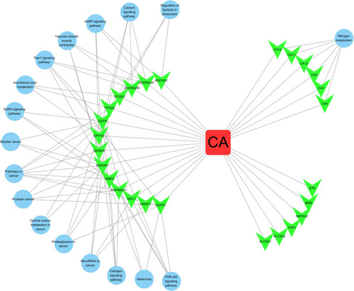 Figure 5 CA-target-pathway network. The red oblong, green inverted triangles, and blue circles correspond to CA, target proteins, and related pathways, respectively.