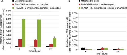 Figure S4 Effects of a lysosomal inhibitor on internalization of targeted mitochondria.Notes: Cells were treated with 20 µM amantadine for 1 hour prior to and during the uptake assay for 2 hours. Cells were collected to measure mitochondrial DNA levels with qPCR and compared to untreated controls at various time points. (A) HTC mitochondrial DNA levels in Huh7 cells; (B) HTC mitochondrial DNA levels in SK Hep1 cells.Abbreviations: qPCR, quantitative polymerase chain reaction; Fl-AsOR-PL, fluorescence-labeled asialoorosomucoid polylysine.