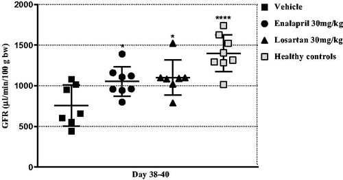 Figure 4. Inhibitors of the renin-angiotensin system improves the kidney function. Scatter plot showing the glomerular filtration rate (GFR) measured on day 38–40. Data are shown as mean ± SD. *p < .05, ****p < .0001 groups vs. vehicle group by one-way ANOVA.