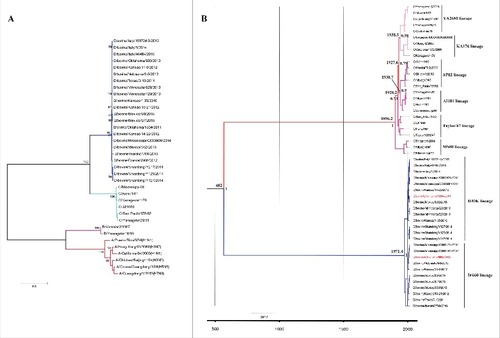 Figure 3. Phylogenetic analysis and evolution history of IDV. (A) Phylogenetic tree of Influenza viruses based on the nucleotide sequences of the PB1 gene. All sequences were aligned with ClustalW and the phylogenetic tree was constructed by maximum likelihood method in combination with 1,000 bootstrap replicates in MEGA 5.0.Citation70 Bootstrap values larger than 95% are shown for the major nodes; scale bars indicate the number of substitutions per site. Influenza A, B, C and D virus cluster independently, indicated in red (IAV), pink (IBV), light green (ICV) and blue (IDV). IDV clusters most closely with influenza C virus. (B) Phylogenetic tree and temporal placement of HEF gene between ICV and IDV. HEF gene sequences of ICV and IDV were used for Bayesian Markov chain Monte Carlo analyses to estimate the rates of nucleotide substitutions (per site, per year) and the time to the most recent common ancestor (TMRCA). The maximum clade credibility (MCC) tree was inferred using the Bayesian evolutionary analysis by sampling trees (BEAST), implemented in the BEAST software v1.8 packageCitation71,Citation72 (http://beast.bio.ed.ac.uk). HKY+I+Г was chosen as the nucleotide substitution model and a relaxed molecular clock with a lognormal distribution was used to model rate variation among branches with a constant size model. Markov chain Monte Carlo (MCMC) algorithm was run for a 10 million step chain and sampled every 1,000 states, and 10% of the chain was removed as burn-in. The time to the most recent common ancestor (TMRCA) was estimated and posterior probability values provided an assessment of the degree of support for the key node of the tree. The different lineages of ICV and IDV are shown in different colors, the representative strains of the 2 lineages of IDV (D/swine/Oklahoma/1334/2011 and D/bovine/Oklahoma/660/2013) are shown in red